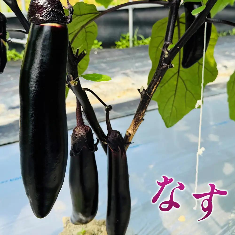 季節の野菜つめ合わせ【Mサイズ】　「ファーム和」 ／ 旬野菜 野菜セット 詰め合わせ 新鮮野菜 産地直送 おまかせ野菜 季節野菜 エコ農法 減農薬野菜 家庭用野菜 国産野菜 食べ比べ 料理好き サラダ