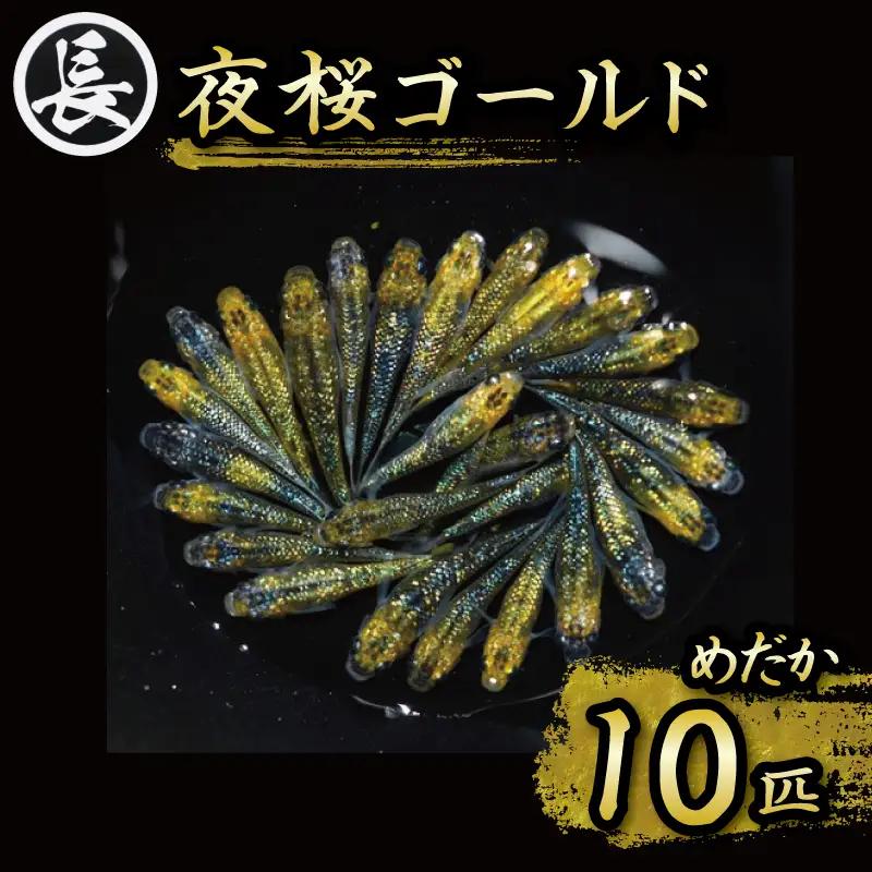 【めだか】夜桜ゴールド　オス・メス　ランダム10匹  牧之原市 丸長