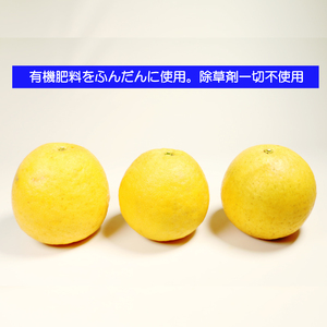 【贈答用】 河内晩柑 (愛南ゴールド)3kg 柑橘 みかん 吉本農園  グレープフルーツ ゼリー ジュース アイス 果物 フルーツ ギフト プレゼント 贈答 健康 美容 ビタミン クエン酸 送料無料 