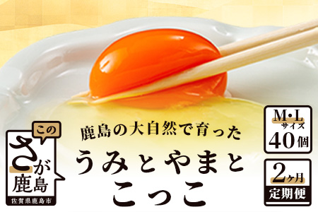 たまご 【定期便】佐賀県鹿島産 平飼い卵「うみとやまとこっこ」上田養鶏場 たまご20個×2回 タマゴ 玉子B-396