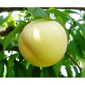 岡山白桃食べ比べ　早生種　6玉2種類【配送不可地域：離島】【1684885】