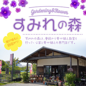 多肉植物の寄せ植え　25cm鉢【005D-006】