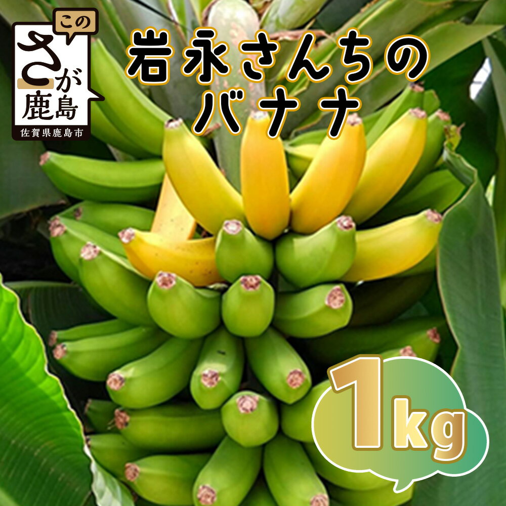 【ふるさと納税】稀少！鹿島産バナナ 約1kg（5～8本）｜岩永さんちのバナナ｜大臣賞受賞トマト農家が育てた｜無農薬・化学肥料不使用・有機肥料栽培｜上品な甘さ＆もちもち食感｜生産者直送 安心安全 おやつに◎ 佐賀県鹿島市 B-824