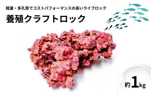 【ハンドメイド】養殖クラフトロック 1kg 海水魚飼育 人工ライブロック 新潟県 出雲崎町