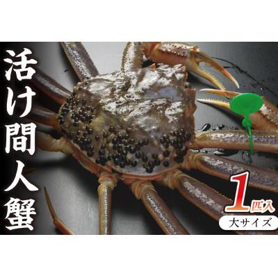 ふるさと納税 京丹後市 【活ズワイガニ】京丹後市産 活け間人蟹【厳選】大サイズtaizakani900