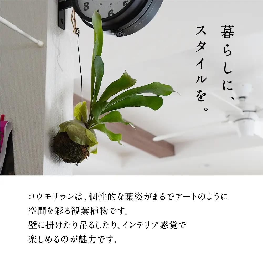 コウモリラン（ビカクシダ） 苔玉 インテリア 緑 グリーン 植物 簡単 初心者 かわいい 自然 おしゃれ 送料無料 Green Walk グリーンウォーク 愛知県 豊橋市