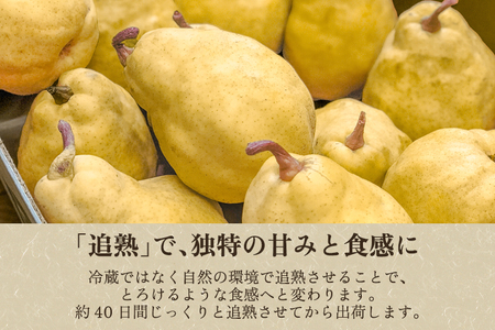 【2026年先行予約】新潟特産 幻の洋梨ル・レクチェ 秀品 約4kg (8～10玉) 《11月下旬～順次発送》 塩原久七農園