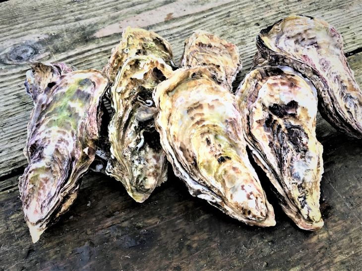 【能登半島地震復興支援】魚介類 牡蠣　/ 能登かき 殻付 牡蠣 約3.5kg（約30個）専用ナイフ・片手用軍手付 石川県 七尾市 能登 ※加熱用 ※2025年1月下旬～5月下旬頃に順次発送予定 ※離島