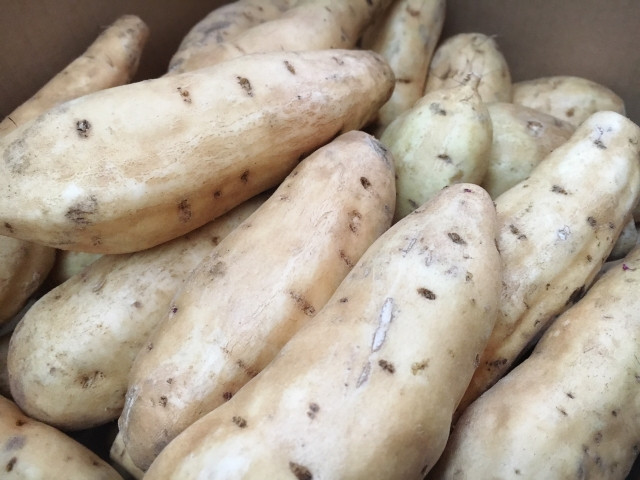 さつまいも「黄金千貫（こがねせんがん）」使用