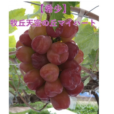 【2026年先行受付】10月上旬より発送「牧丘天空の丘マイハート」約1kg(2～3房)【配送不可地域：離島】