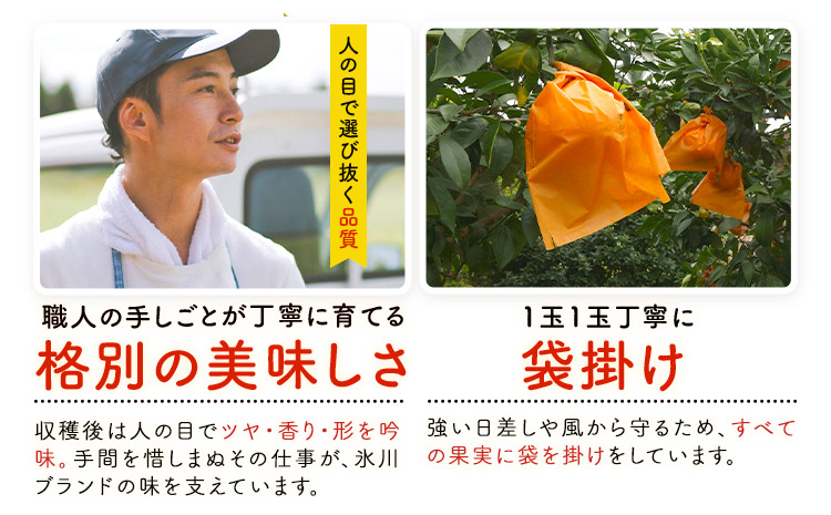 晩白柚 1玉 2Lサイズ ばんぺいゆ 熊本《1月上旬-1月末頃出荷》熊本県 氷川町 果物 フルーツ 熊本県産 晩白柚 ばんぺいゆ