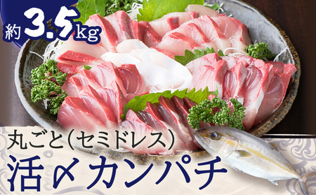 鹿児島県産 カンパチ 約3.5kg 一本丸ごと（ セミドレス ） 活〆 K294-003_01 魚 魚介 新鮮 かんぱち 歯ごたえ 刺身 さしみ カルパッチョ しゃぶしゃぶ 焼き物 煮物 サカナカケル ふるさと納税 鹿児島 おすすめ ランキング プレゼント ギフト