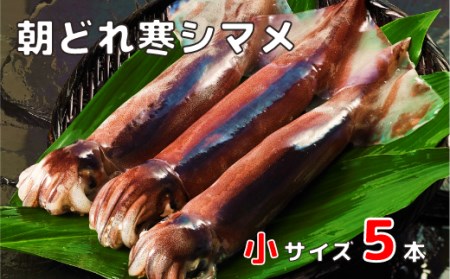 スルメイカ 160-200g×5 イカ