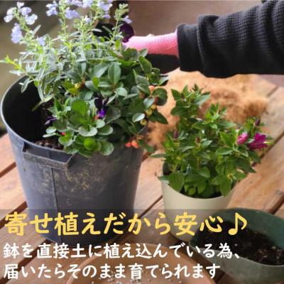 ふるさと納税 北上市 【毎月定期便】季節の寄せ植え　全12回 |  | 03
