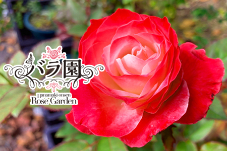 花巻温泉バラ園 オリジナル品種「ハートローズ95」大苗 【2049】