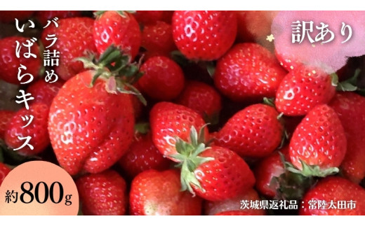《 2027年 収穫分 》 朝摘み 訳あり いばらキッス 約800g バラ詰め (茨城県共通返礼品 常陸太田市) 先行予約 檜山いちご園 国産 朝採り 朝採れ 大粒 いちご イチゴ 苺 くだもの 果物