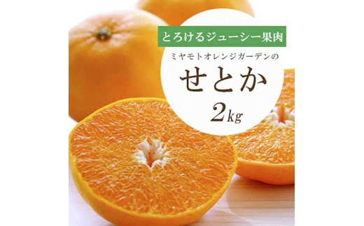 【先行受付】 とろける濃厚果肉 せとか2kg 愛媛県八幡浜産＜E25-37＞_みかん ミカン 愛媛県 フルーツ 果物 くだもの 柑橘 かんきつ 人気 産地直送 産直 ジューシー 甘い 果汁 糖度 甘い 人気 濃厚 【1044414】 YWTAP028