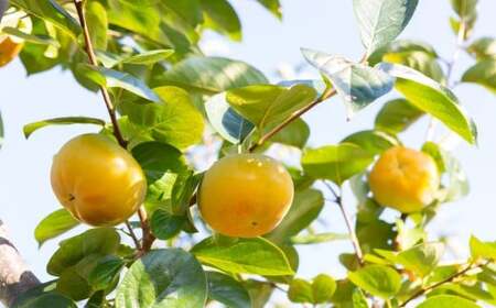 【先行予約】 西見柿農園 太秋柿 9玉から12玉 （約5kg） 【2026年10月下旬-12月下旬発送予定】 完熟柿 柿 かき カキ 太秋 たいしゅう 大玉 完全甘柿 果物 くだもの フルーツ 果実 