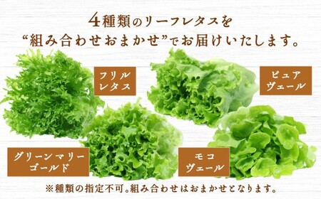 【定期1ヶ月毎6回】水耕栽培 リーフレタス「うるおい野菜」6個セット 野菜 フリルレタス ピュアヴェール グリーンマリーゴールド モコヴェール 定期便 セット 福岡県 北九州市