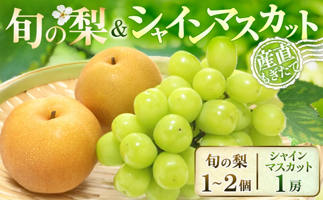 
                  里山育ちのシャインマスカット＆旬の梨 食べ比べセット(シャインマスカット 梨 豊水 新高 新興 秋月 ぶどう 葡萄 フルーツ 果物 旬 食べ比べ 詰め合わせ 産地直送)
                