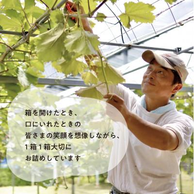 ふるさと納税 真庭市 【発送月固定定期便】【2026年先行予約】ピオーネとシャインマスカットの定期便 (岡山県産)全2回 |  | 03