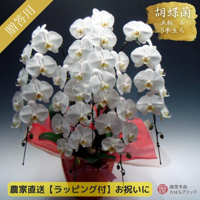 【ふるさと納税】胡蝶蘭 大輪 白色 5本立ち (55輪以上 ラッピング仕様) 中村洋ラン 陶器鉢寄せ植え ギフト 鉢花 蘭 プレゼント 洋ラン 生花 お花 お祝い 開店祝い 冠婚葬祭 蘭 母の日 開店 新築祝い 記念日 贈り物 田原市 【渥美半島たはらブランド】