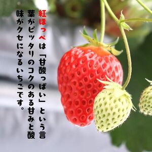 苺ジャム 紅ほっぺ 2本 いちごジャム ｜ ジャム