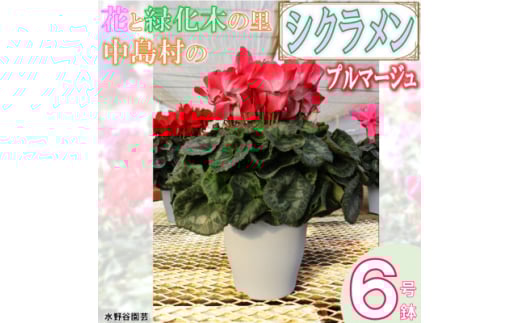＜先行予約＞シクラメン6号鉢(プルマージュ)　水野谷園芸【1494358】