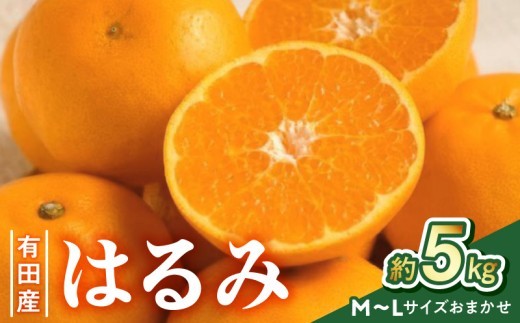
                  【2027年先行予約】【厳選・濃厚紀州有田産の はるみ 約5kg(M～Lサイズおまかせ)_ZD7033
                