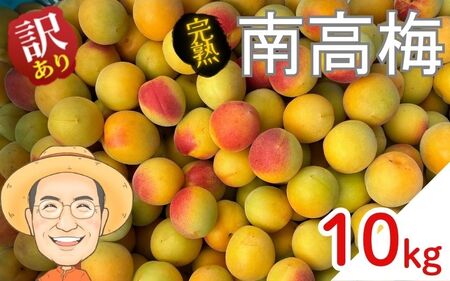 南高梅 約10kg (＋保証100g) 【訳あり】完熟 サイズ不揃い カキエモン農園【BX-kkem020】