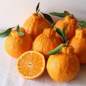 【2025年3月～4月順次発送】採れたて新鮮 濃厚な甘さ 超熟しらぬい 5kg 農家直送 和歌山県産【1545883】