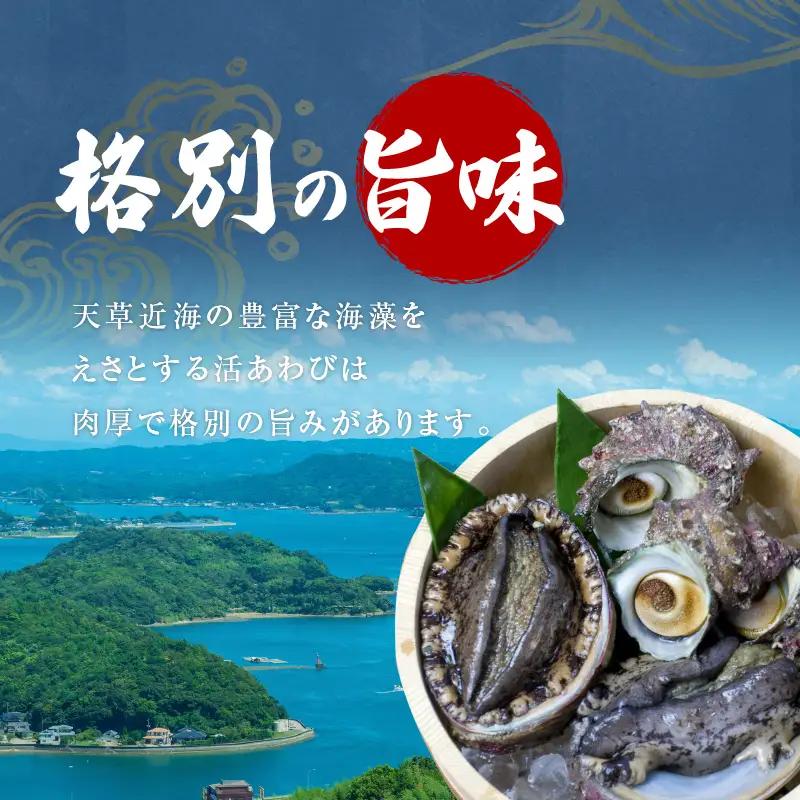 S002-017A_天草産 活あわび・さざえ　浜焼きセット　　約2～3人前