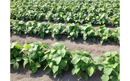 プチマルシェお野菜ボックス(Ｍ)　季節の野菜８～９種類　≪　IDOMALL　セレクト≫_mk048-004