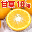 【ふるさと納税】フルーツ 果物 おすすめ 甘夏 10kg サイズ S M L 混在 柑橘 みかん 期間限定 季節限定 数量限定 庄右衛門 旬 サラダ 酢の物 マーマレード ピール ゼリー ジャム ◆2025年5月中旬～5月末発送◆