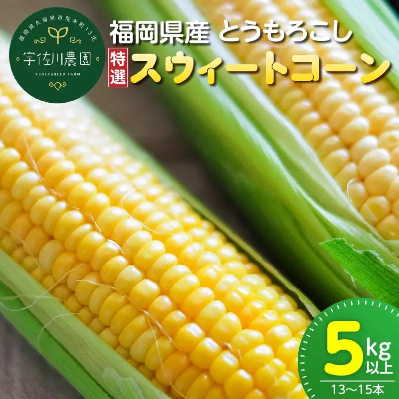 福岡県産とうもろこし 特選 5kg（スウィートコーン）_福岡県産 トウモロコシ スウィートコーン 5kg以上 13本～15本 生でも食べれる 朝どれ 甘み ジューシー 旬 野菜 食材 福岡県 久留米市 宇佐川農園 お取り寄せ お取り寄せグルメ 送料無料 〔Gv034〕