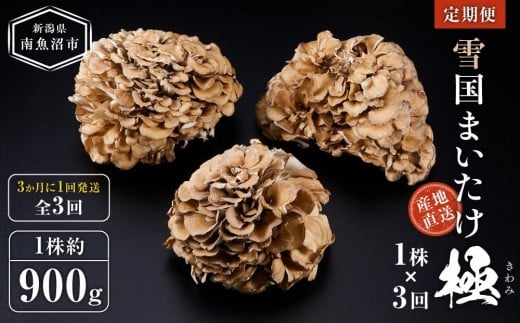 
＜定期便＞雪国まいたけ　極　1株×3回【1株約900g　3か月に1回発送/全3回】これが雪国史上、最高傑作　長期熟成と大株仕立てが生み出す圧倒的なシャキシャキ感と旨味　雪国まいたけ最高品質　産地直送
