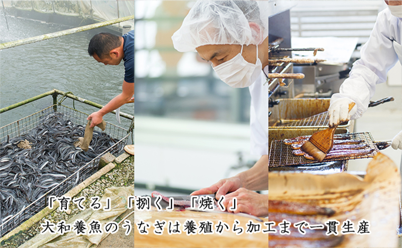浜名湖うなぎ蒲焼（小丼用）計620g 【訳あり】サイズ不揃い