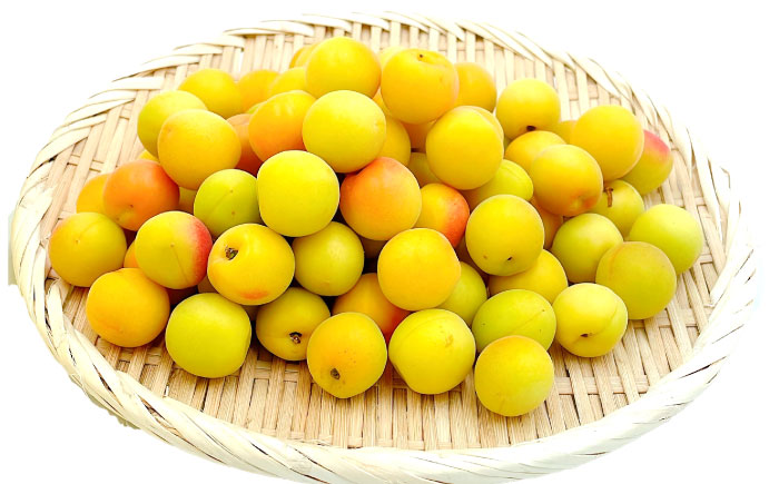 梅 七折小梅(生梅)  約1kg 【5月中旬から6月下旬まで順次発送】 / 小梅 青梅 生梅 梅干し 梅干 梅酒 梅ジュース 梅シロップ 1kg 先行予約 / 愛媛県砥部町/株式会社フジ・アグリフーズ