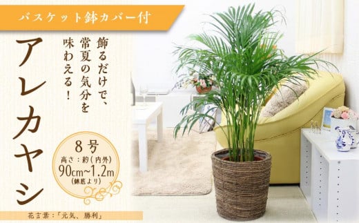 【観葉植物】アレカヤシ 8号 ブラウンバスケット鉢カバー 土の表面:ウッドチップ 【観葉植物 植物 鉢付 インテリア 部屋 室内 オフィス 癒し エコ グリーン マイナスイオン リラックス オシャレ 