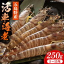 【ふるさと納税】新鮮 五島特産 活車海老 (養殖) 250g (5~15尾) 国産 五島市/拓水 五島事業場【PCU003】