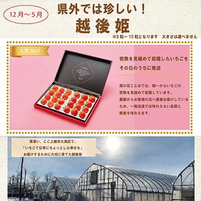 ふるさと納税 上越市 【発送月固定定期便】いちごづくし定期配送 全12回 |  | 02