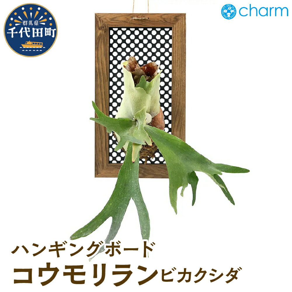 【ふるさと納税】コウモリラン ビカクシダ ハンギングボード仕立て 群馬県 千代田町 インテリア ナチュラル 自然 プレゼント ギフト 贈答用 送料無料 趣味 風水 緑 人気 オススメ 初心者 玄関 自家栽培 株式会社チャーム 群馬県 千代田町