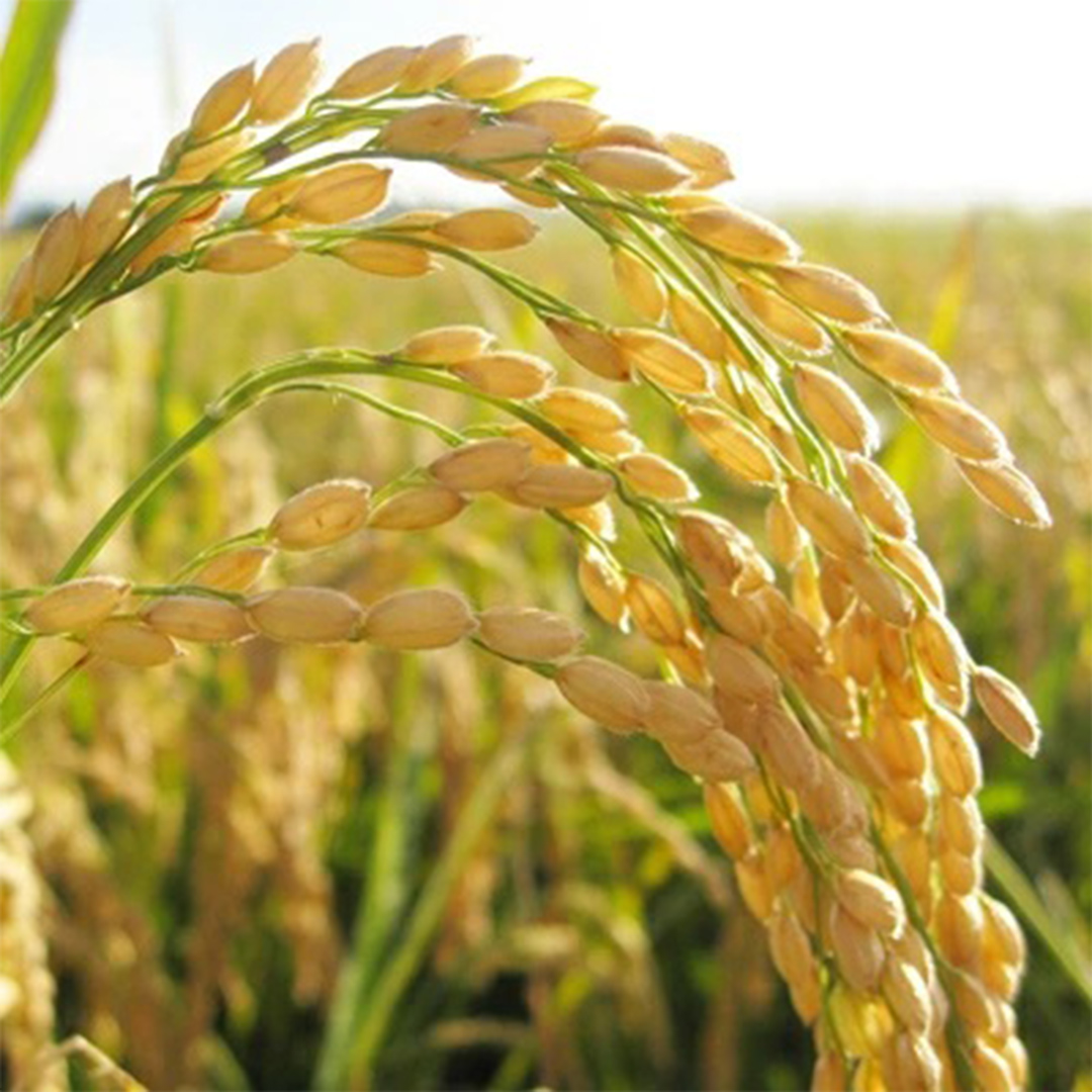【令和8年産 先行予約】にじのきらめき 精米 15kg × 6回 定期便 6ヵ月 2026年10月発送開始 (AX057)