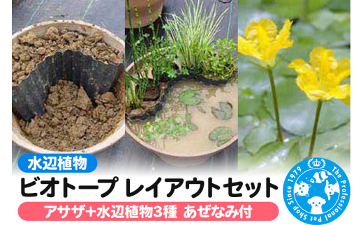 水辺植物 ビオトープレイアウトセット（アサザ+水辺植物3種 あぜなみ付） [株式会社チャーム charm ビオトープ 水辺植物 水生植物 ビオトープレイアウト ガーデニング その他植物と鉢のセット 浮葉植物セット あぜなみ 植物 植物生体]