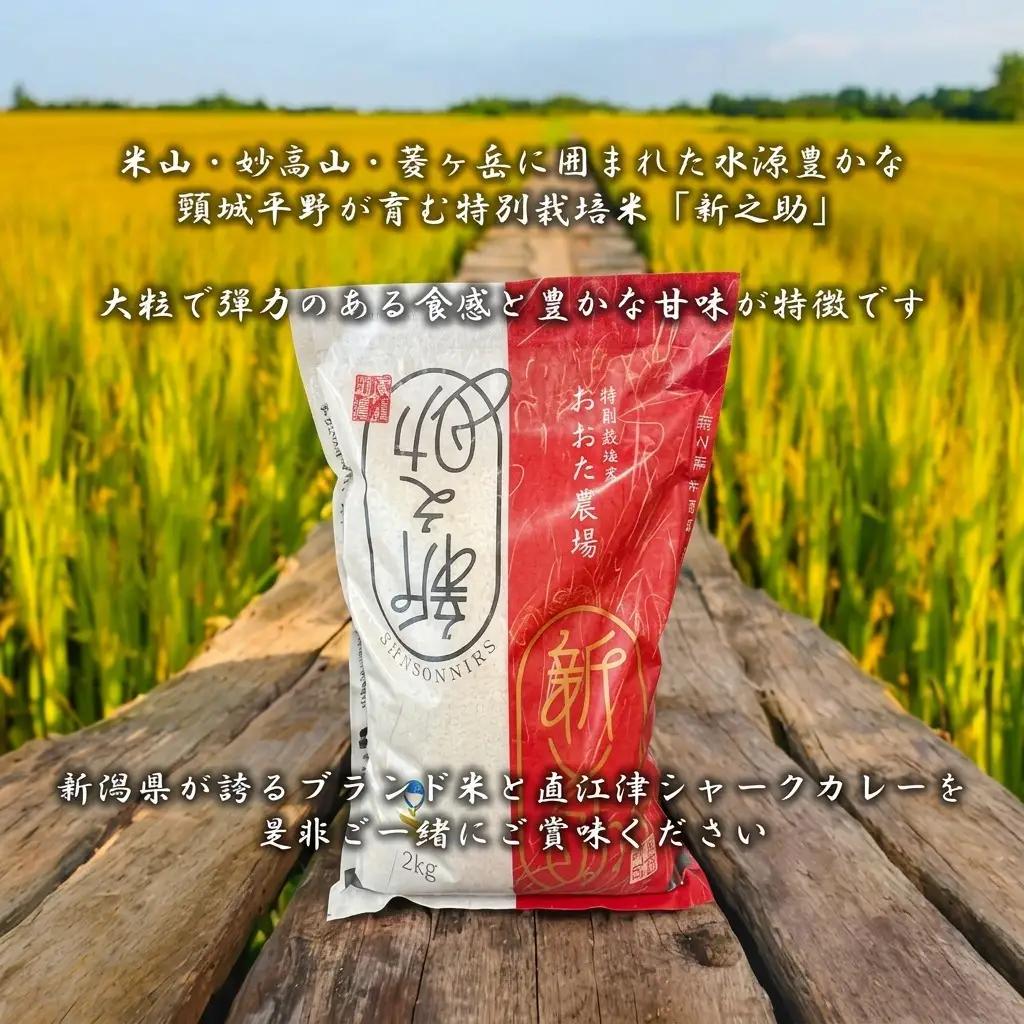 直江津小学校 シャークカレー カレー 8個 新之助2kg