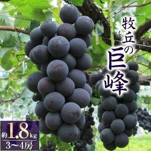 巨峰 (1.8kg) あの、牧丘の巨峰3～4房【配送不可地域：離島】【1329233】