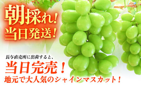【ご家庭用】シャインマスカット 2㎏前後（4～5房） 長与町/果豊園[ECL012] しゃいんますかっと シャインマスカット 先行予約 あまいシャインマスカット 2026予約 大粒 1.2kg 果物 