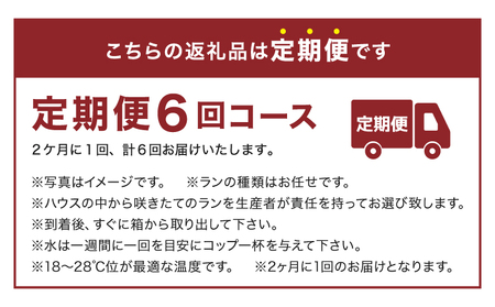定期便 胡蝶蘭 【定期便6回】2ヶ月に1回 熊本県産 ミディ胡蝶蘭 【定期便6回】ミディ胡蝶蘭の定期便（2ヶ月に1回）