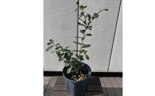 サザンハイブッシュ系ブルーベリー  品種ミスティー〈プラス樹〉
