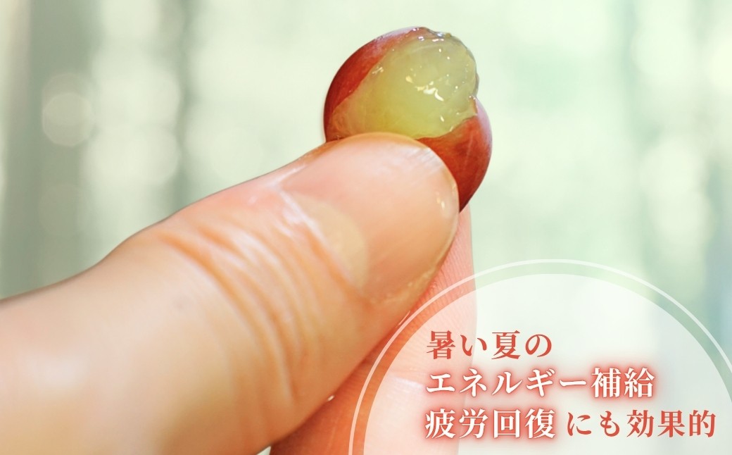 ＜糖度20度以上＞弥彦村産 デラウエア約2kg (12～16房) 種なし(種が少ない)